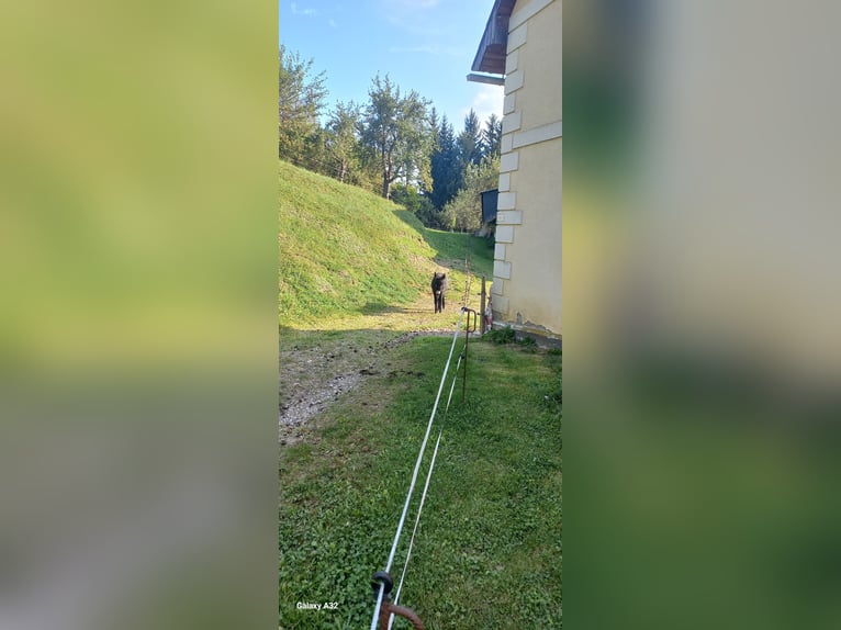 Âne Jument Poulain (01/2024) 120 cm Noir in Weißkirchen in Steiermark