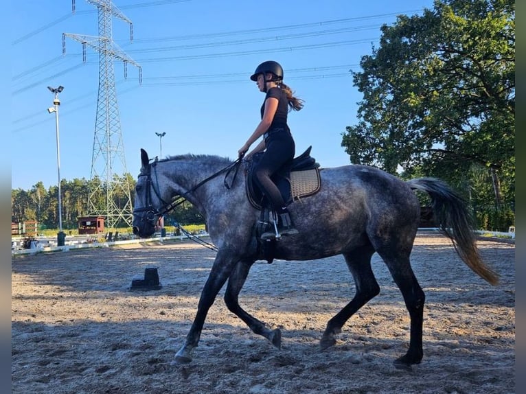 Anfänger sucht Reitbeteiligung 