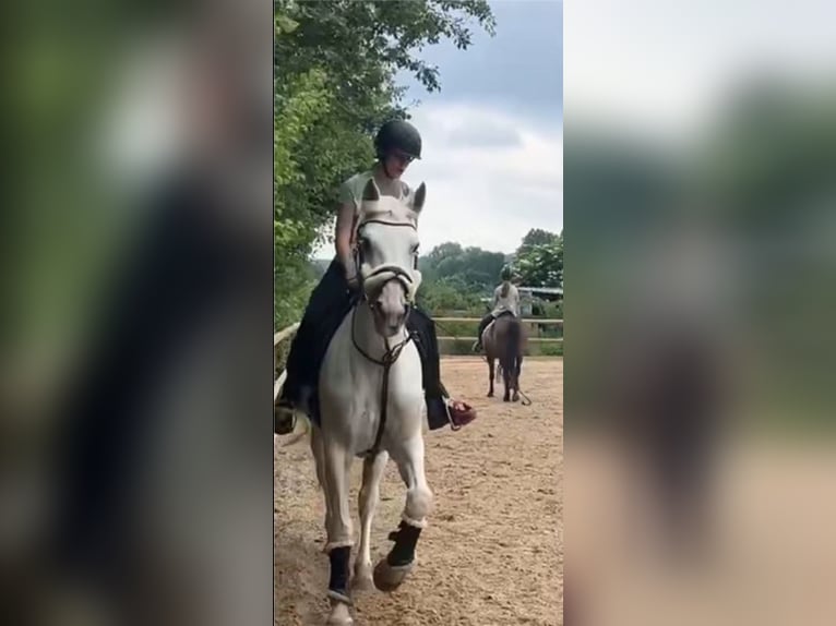 Anfänger sucht Reitbeteiligung 