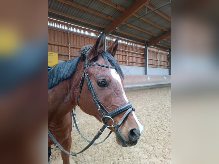 Anglo-Arab Gelding 10 years 15,1 hh Brown in Steißlingen