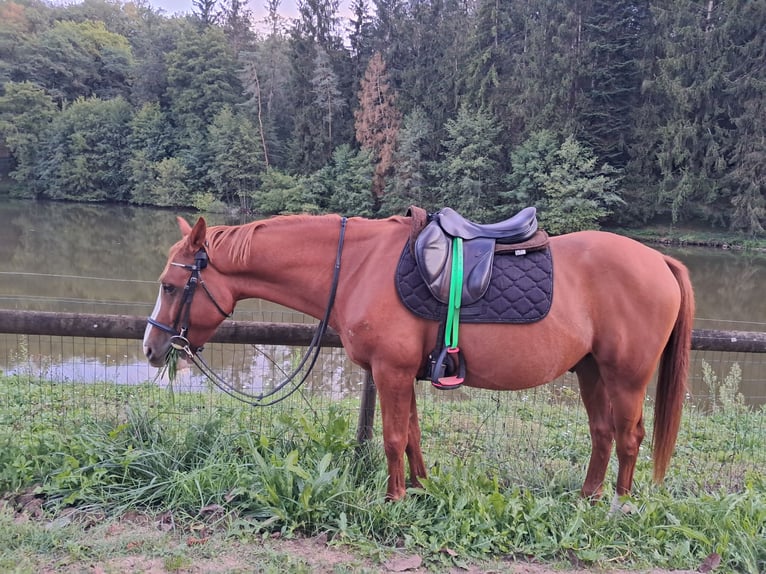 Anglo-Arab Mix Gelding 10 years 15.1 hh Chestnut-Red in Malemort