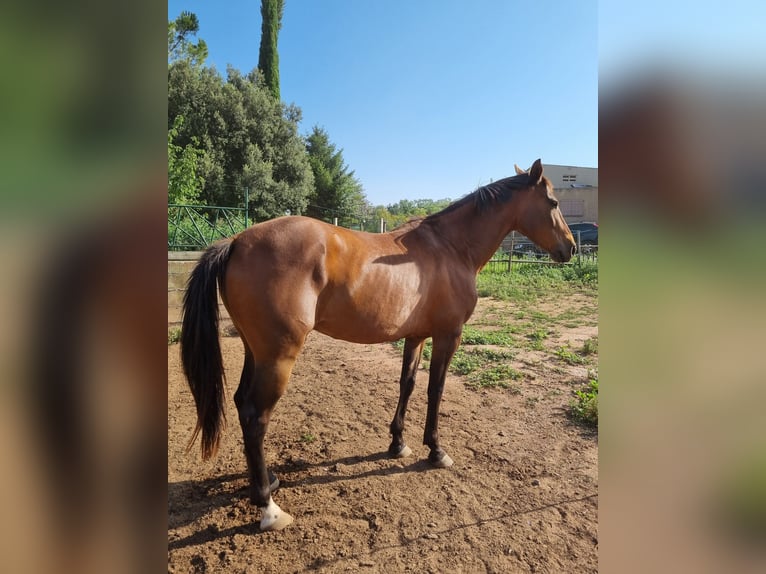 Anglo-Arab Mix Gelding 10 years 15,2 hh Brown in Manresa
