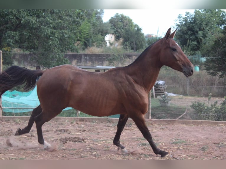 Anglo-Arab Mix Gelding 10 years 15,2 hh Brown in Manresa
