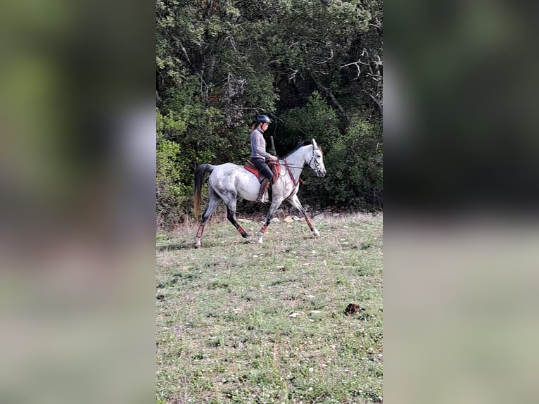 Anglo-Arab Gelding 10 years 15,3 hh Gray in Euzet