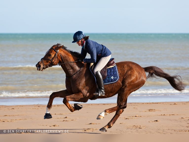 Anglo-Arab Gelding 10 years 15,2 hh Chestnut-Red in Gro&#xDF; Wittensee