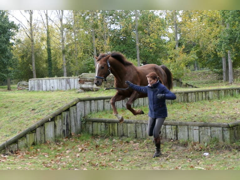 Anglo-Arab Gelding 10 years 15,2 hh Chestnut-Red in Gro&#xDF; Wittensee