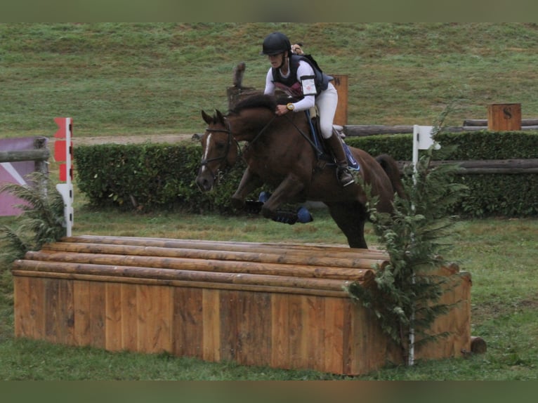 Anglo-Arab Gelding 10 years 15,2 hh Chestnut-Red in Gro&#xDF; Wittensee