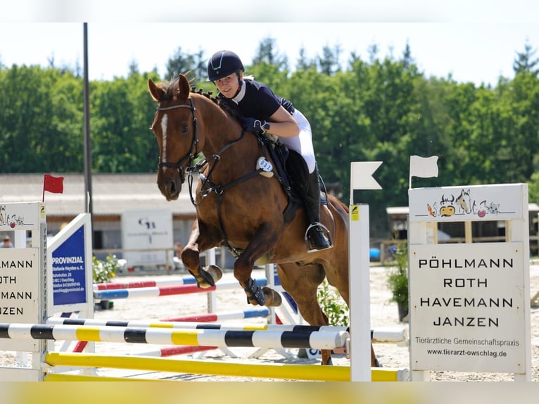 Anglo-Arab Gelding 10 years 15,2 hh Chestnut-Red in Gro&#xDF; Wittensee