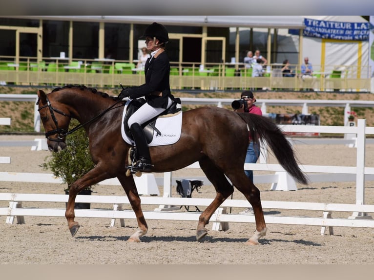 Anglo-Arab Gelding 10 years 15,2 hh Chestnut-Red in Gro&#xDF; Wittensee