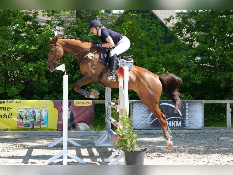 Anglo-Arab Gelding 10 years 15,2 hh Chestnut-Red in Gro&#xDF; Wittensee