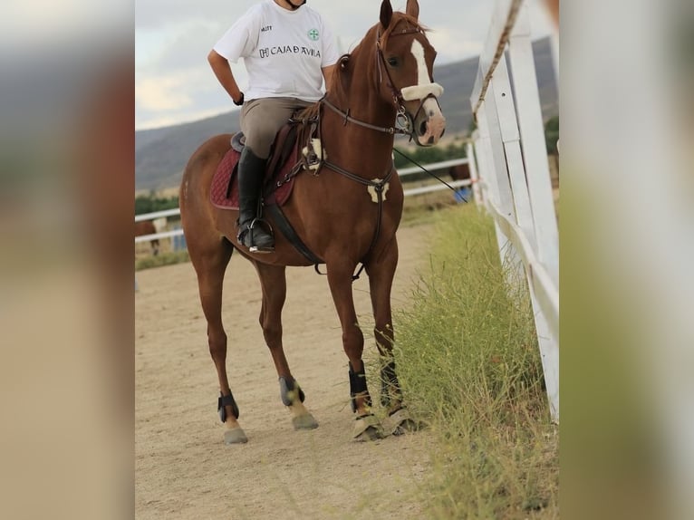 Anglo-Arab Gelding 10 years 15,2 hh Chestnut-Red in Salobral