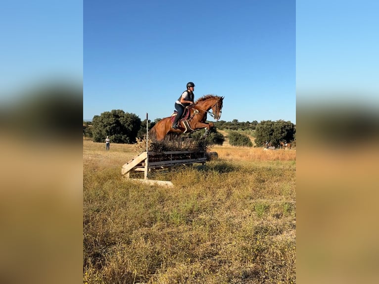 Anglo-Arab Gelding 10 years 15,2 hh Chestnut-Red in Salobral