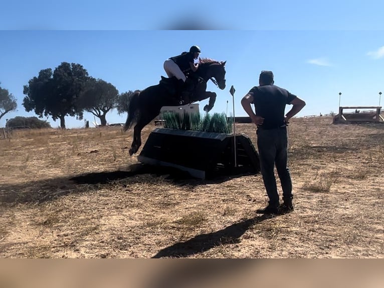 Anglo-Arab Gelding 10 years 15,2 hh Chestnut-Red in Salobral