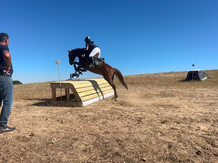 Anglo-Arab Gelding 10 years 15,2 hh Chestnut-Red in Salobral