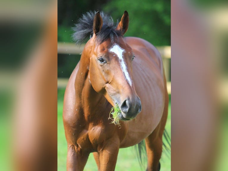 Anglo-Arab Gelding 10 years 16,1 hh Brown in Becon les granits