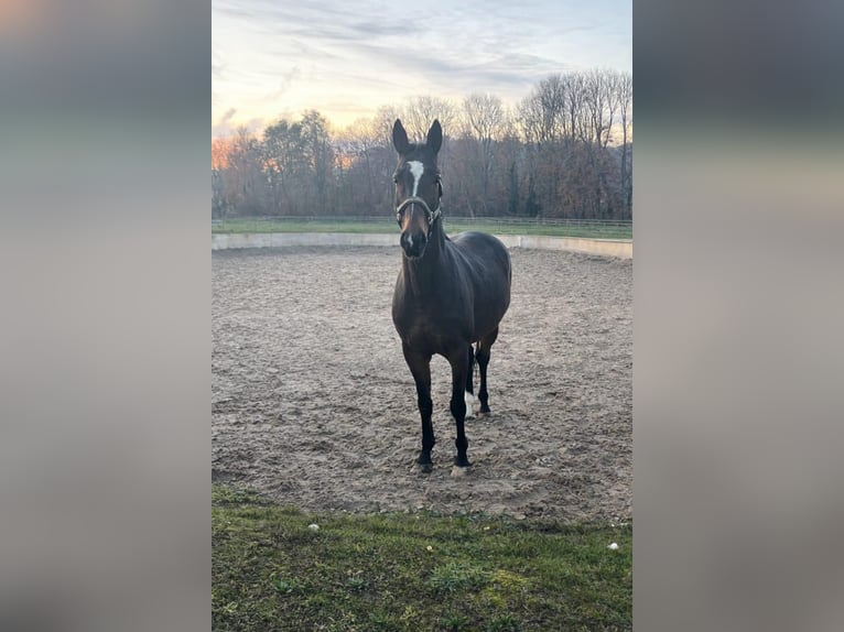 Anglo-Arab Gelding 10 years 16.3 hh Bay-Dark in Biskupiec