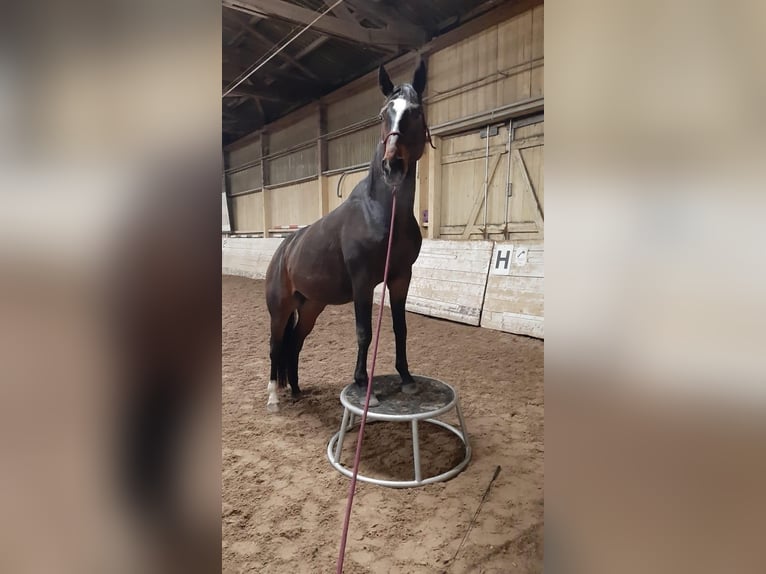 Anglo-Arab Gelding 10 years 16.3 hh Bay-Dark in Biskupiec