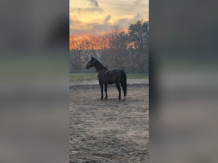 Anglo-Arab Gelding 10 years 16.3 hh Bay-Dark in Biskupiec