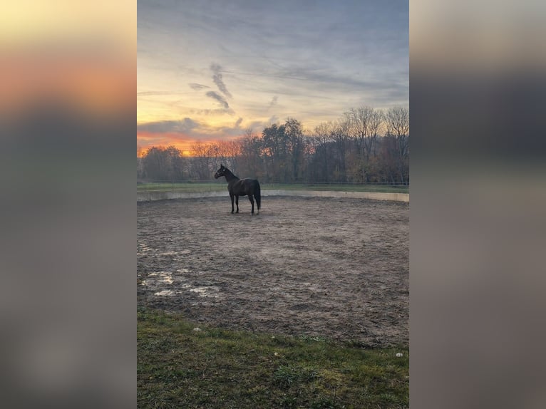 Anglo-Arab Gelding 10 years 16.3 hh Bay-Dark in Biskupiec