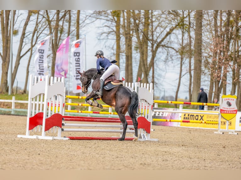 Anglo-Arab Gelding 10 years 16.3 hh Bay-Dark in Biskupiec