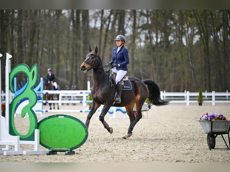 Anglo-Arab Gelding 10 years 16.3 hh Bay-Dark in Biskupiec