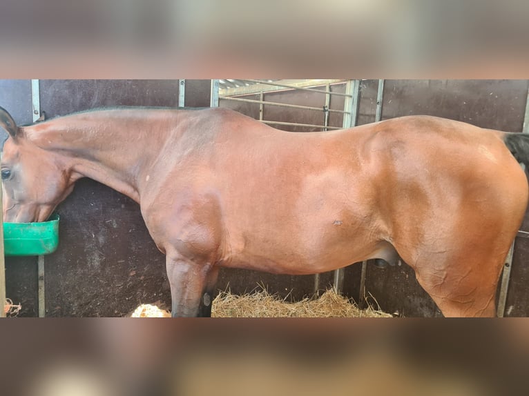 Anglo-Arab Gelding 10 years 16 hh Bay-Dark in Avila