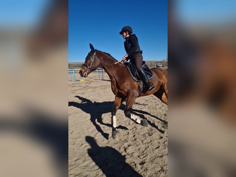 Anglo-Arab Gelding 10 years 16 hh Bay-Dark in Avila