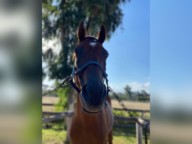 Anglo-Arab Gelding 10 years 16 hh Brown in Katzweiler