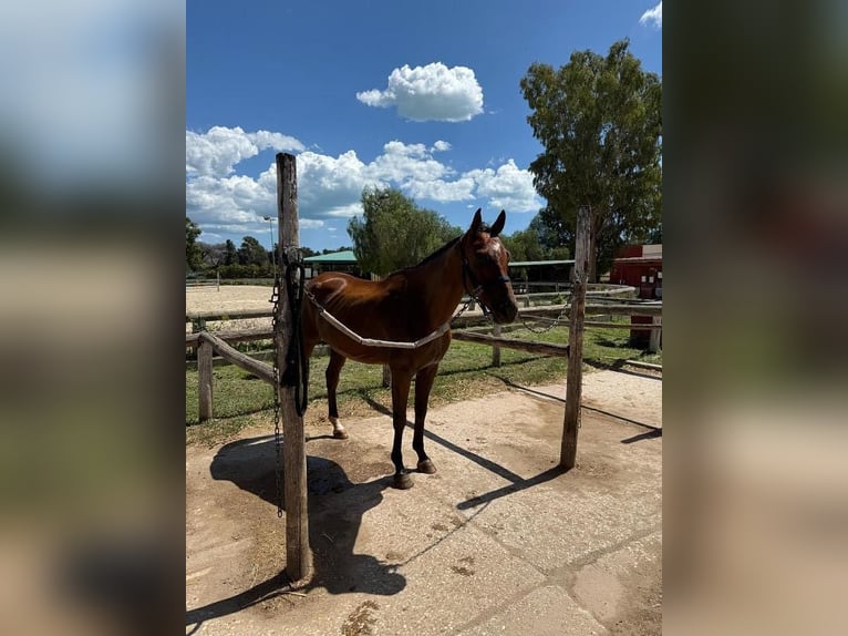 Anglo-Arab Gelding 10 years 16 hh Brown in Katzweiler