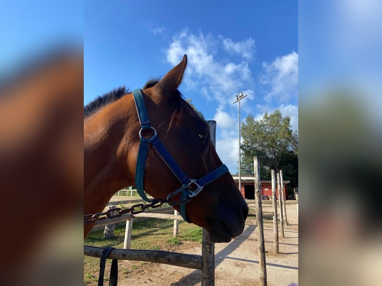 Anglo-Arab Gelding 10 years 16 hh Brown in Katzweiler