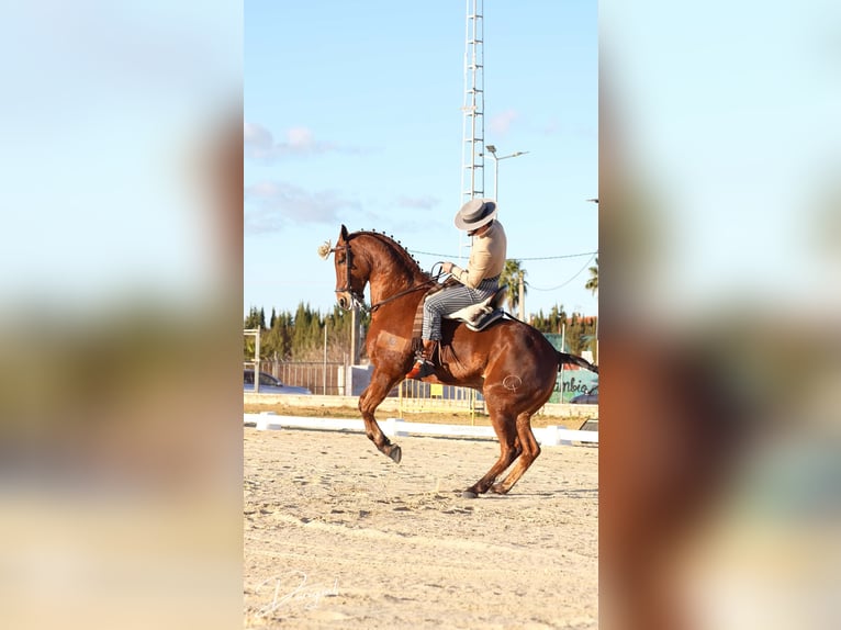 Anglo-Arab Gelding 10 years 16 hh Brown in Galaroza (Huelva)