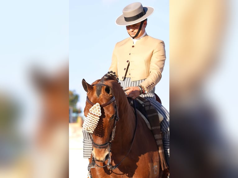 Anglo-Arab Gelding 10 years 16 hh Brown in Galaroza (Huelva)