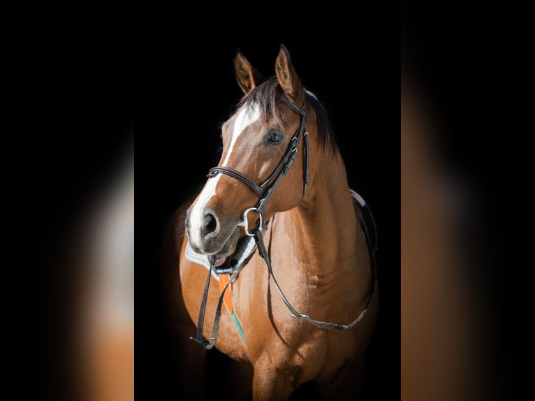 Anglo-Arab Gelding 10 years 16 hh Brown in Roche VD