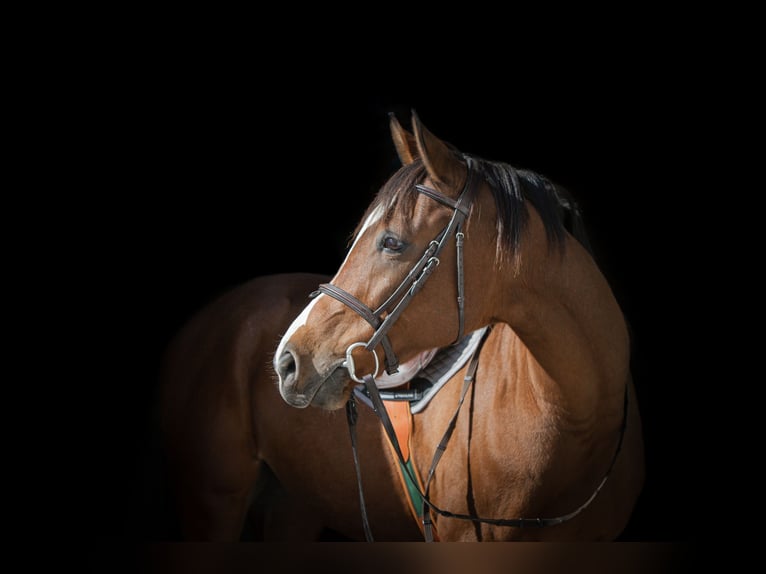 Anglo-Arab Gelding 10 years 16 hh Brown in Roche VD