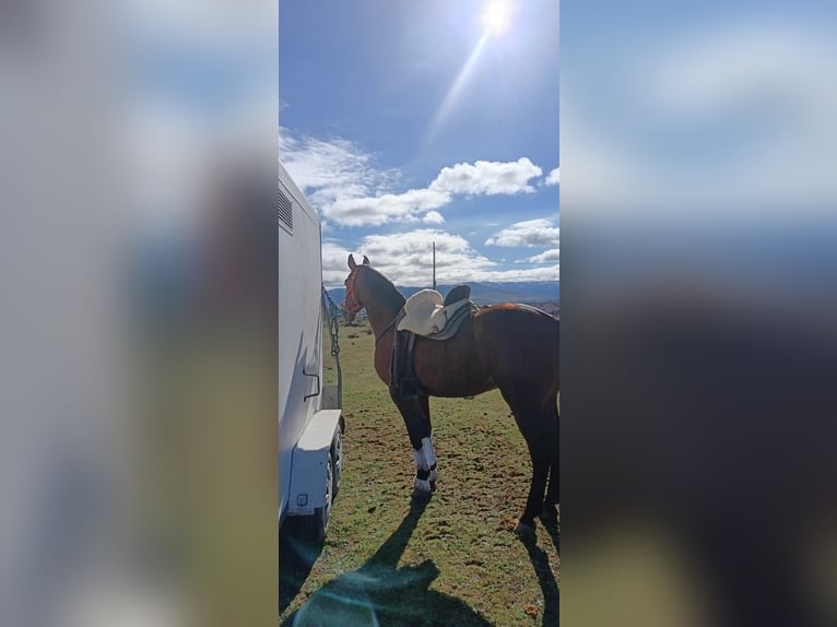 Anglo-Arab Mix Gelding 10 years 16 hh Brown in Cantimpalos