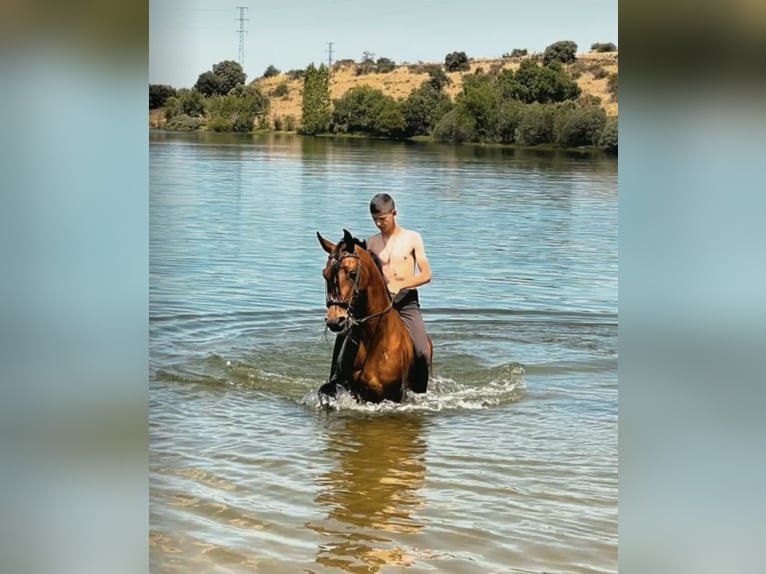 Anglo-Arab Mix Gelding 10 years 16 hh Brown in Cantimpalos