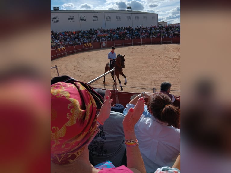 Anglo-Arab Mix Gelding 10 years 16 hh Brown in Cantimpalos