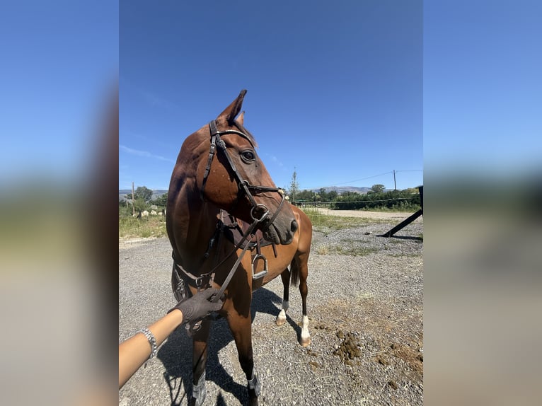 Anglo-Arab Gelding 10 years 16 hh Brown in Gava Mar