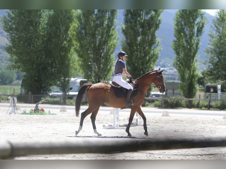 Anglo-Arab Gelding 10 years 16 hh Brown in Gava Mar