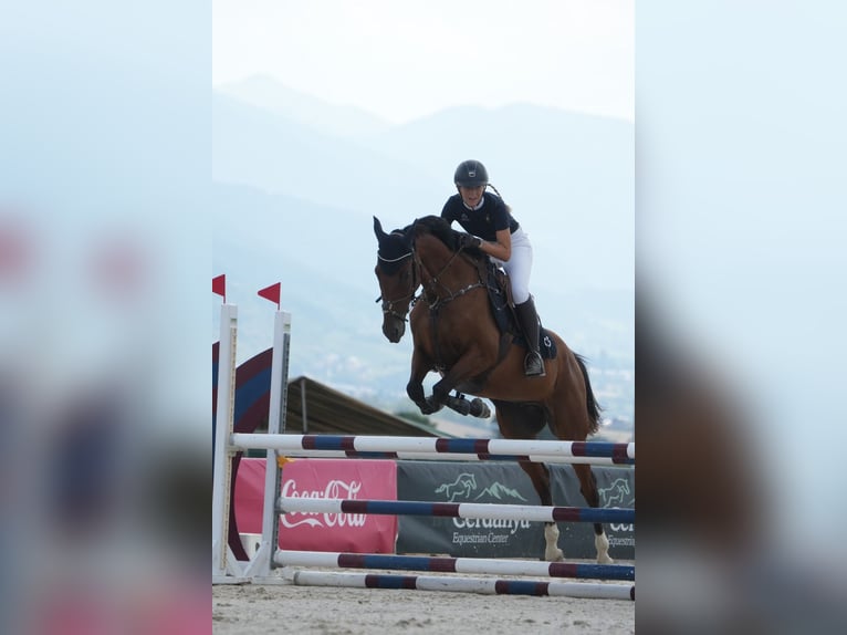 Anglo-Arab Gelding 10 years 16 hh Brown in Gava Mar