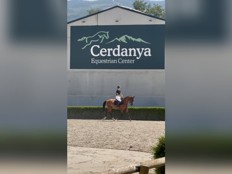 Anglo-Arab Gelding 10 years 16 hh Brown in Gava Mar