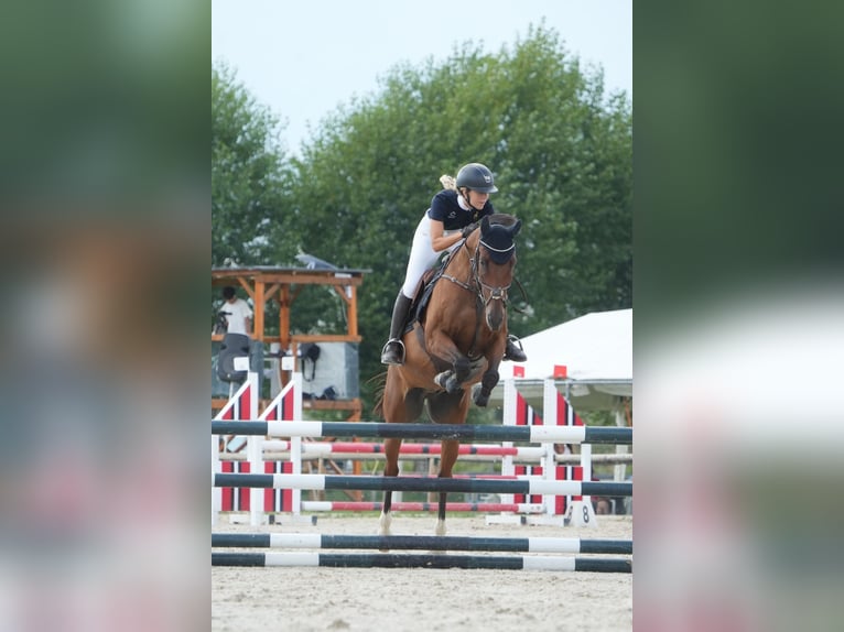Anglo-Arab Gelding 10 years 16 hh Brown in Gava Mar