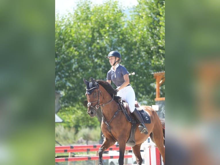Anglo-Arab Gelding 10 years 16 hh Brown in Gava Mar