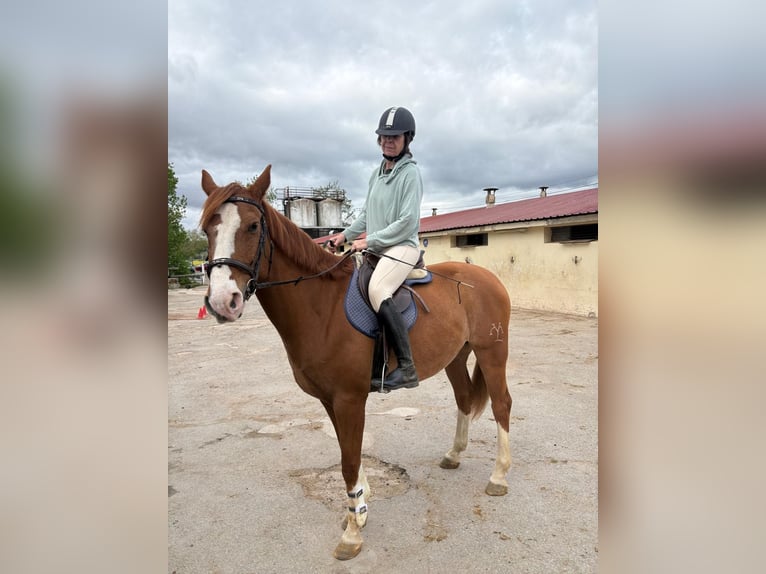 Anglo-Arab Gelding 10 years 16 hh Chestnut-Red in Algete