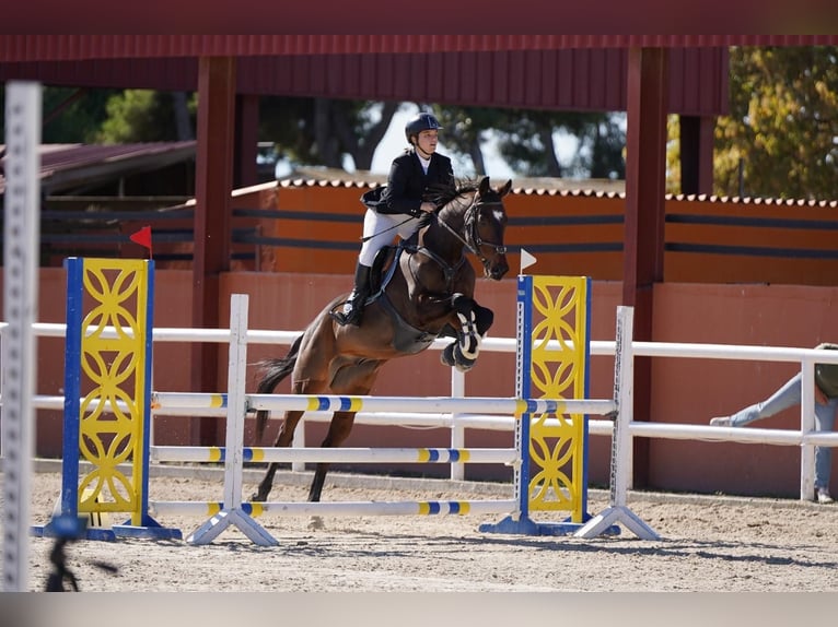 Anglo-Arab Gelding 10 years Bay-Dark in Sant Just Desvern