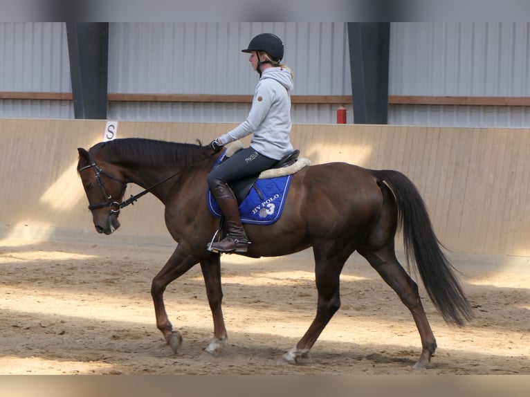 Anglo-Arab Gelding 11 years 15.2 hh Chestnut-Red in Osdorf