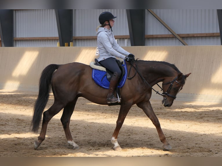 Anglo-Arab Gelding 11 years 15.2 hh Chestnut-Red in Osdorf