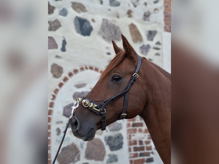 Anglo-Arab Gelding 11 years 15 hh Chestnut-Red in Cremlingen