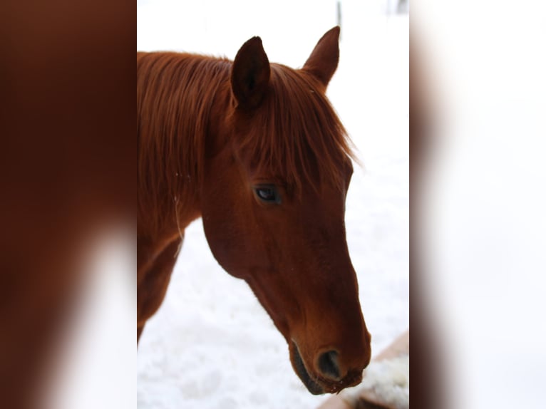 Anglo-Arab Gelding 11 years 15 hh Chestnut-Red in Cremlingen