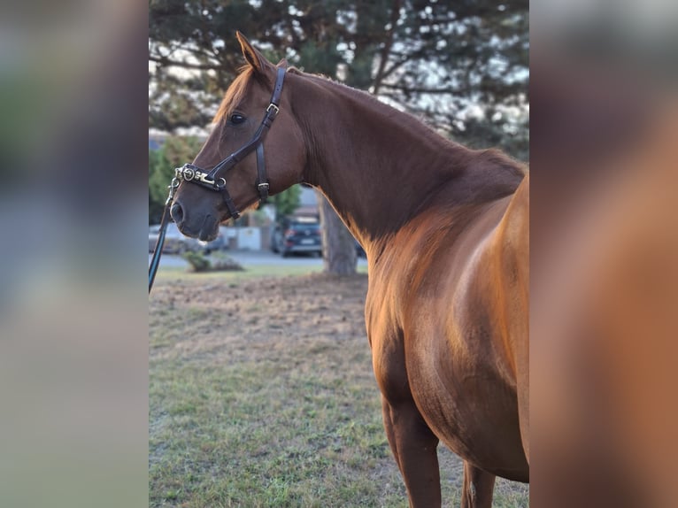 Anglo-Arab Gelding 11 years 15 hh Chestnut-Red in Cremlingen